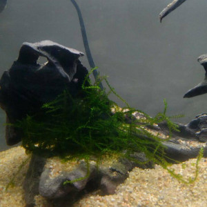 Mon premier aquarium