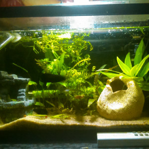 20L1