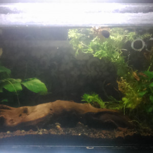 10L1