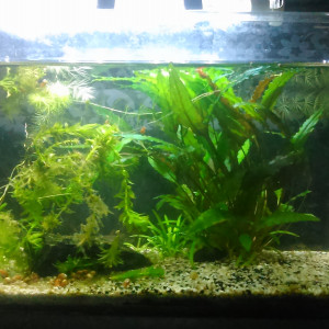 10L2