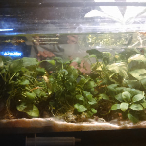 15L