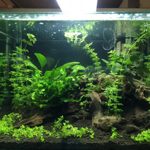 Scaper’s tank 50L