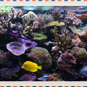 Reef  nustrale
