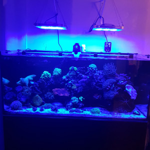 Reef