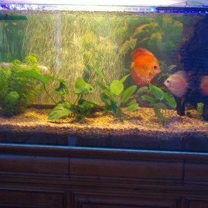 discus et ses netoyeurs