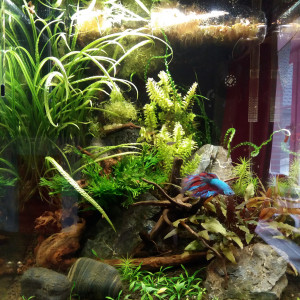 60l asiatique