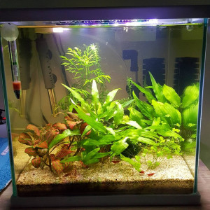 30l