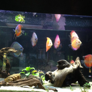 discus