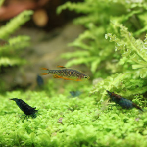 Nano Cube 60 l