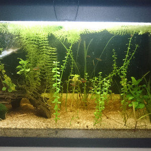 60l
