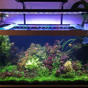Osaka 260 Biotope asiatique