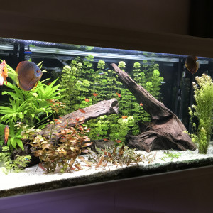 Aquatlantis 420l