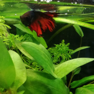 Aquarium Bêta Splendens