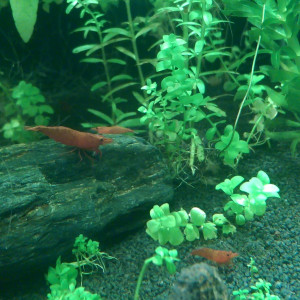 Aquarium dennerle