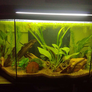 54l