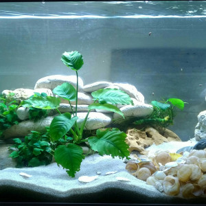 180L Neolamprologus Multifasciatus