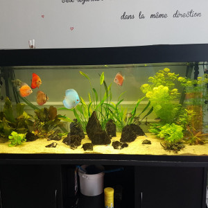 Discus