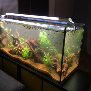 Low tech 240L