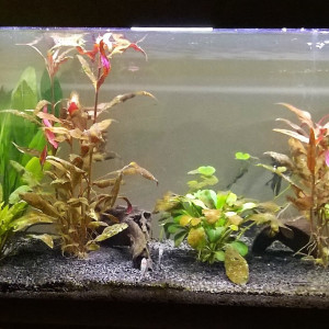 Biotope