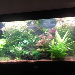 Amazonien