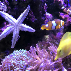 Redsea 130l