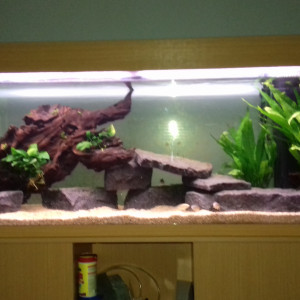 250 l chiclides victoria