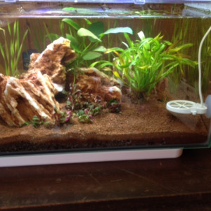 Spécifique Betta 25 litres
