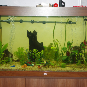Juwel 350