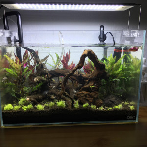 Nano Amazonien 34L