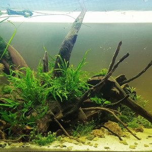 125L Aquascaping