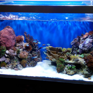 Osaka 300L percé REEF