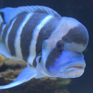 Glomak