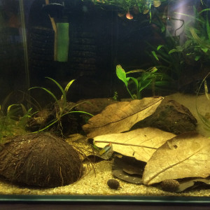 50L Spécifique Apistogramma Trifasciata