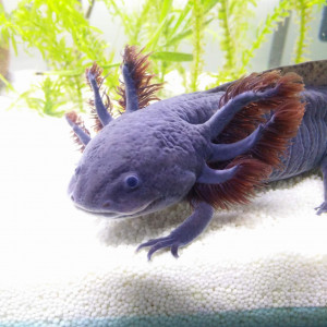 SmilingLotl