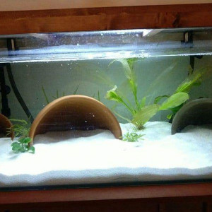 Axolotls