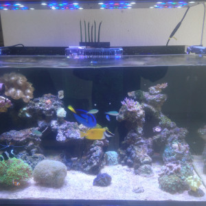 Reefer 250
