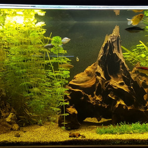 Aquarium 1