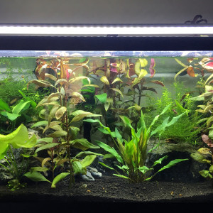 Aquarium Tetraodons Travancoricus