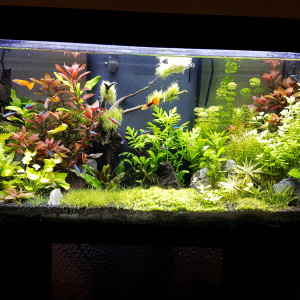 Aquadream80