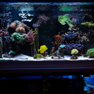 KicahTank