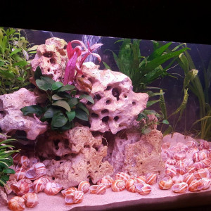 Tanganyika