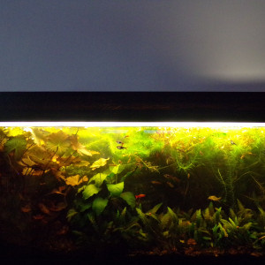 Aquarium d'eau douce sans filtration