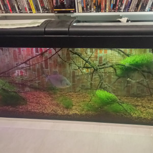 Biotope amazonien serrasalmus rhombeus