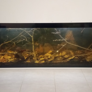 Biotope amazonien serrasalmus rhombeus