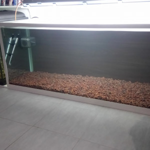 Biotope amazonien serrasalmus rhombeus