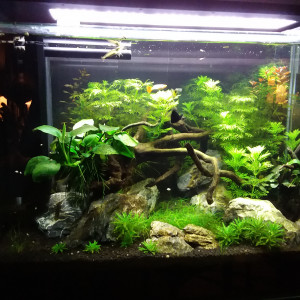 1er aquascape