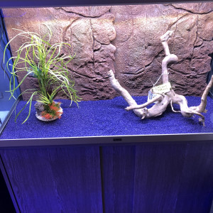 Feli