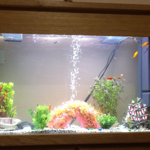 Guppy