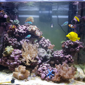 tazseawater