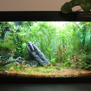 TikiBac - Aquatlantis 60L